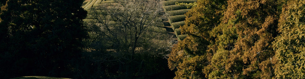Japanese tea fields